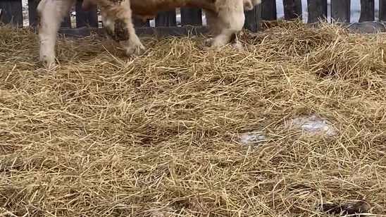 RPH 120H VIDEO